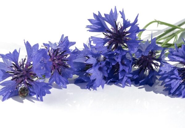 On a white background, fresh inflorescences of blue field cornflowers close-up.